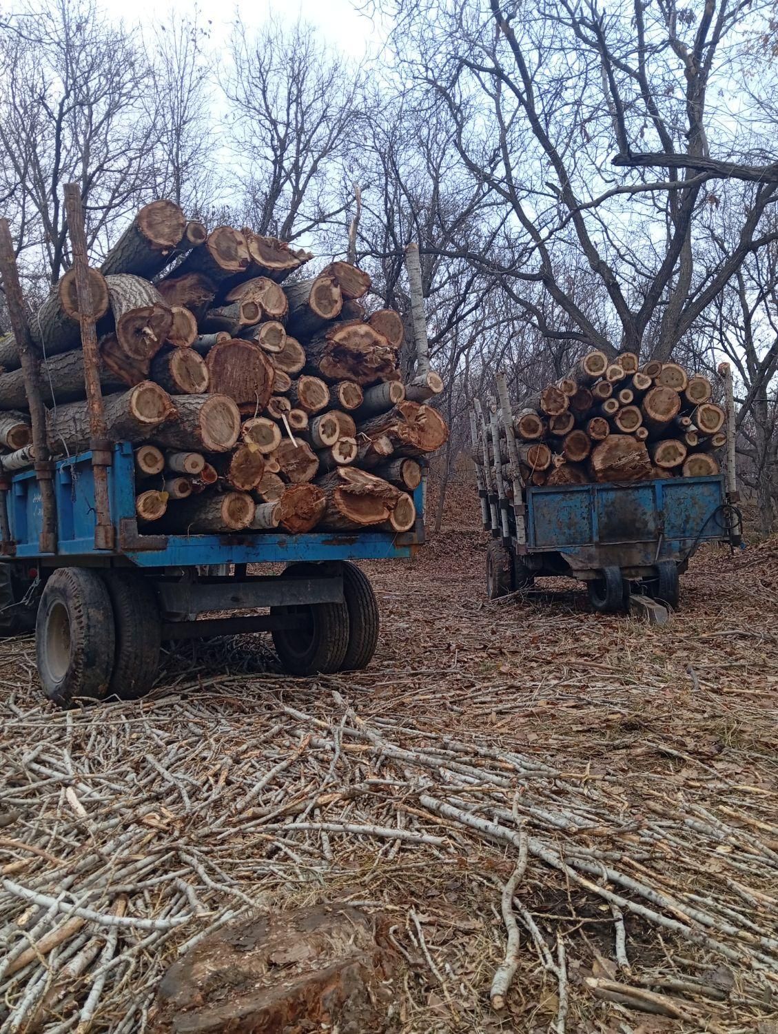 خرید انواع درخت و چوب|خدمات باغبانی و درختکاری|تویسرکان, |دیوار