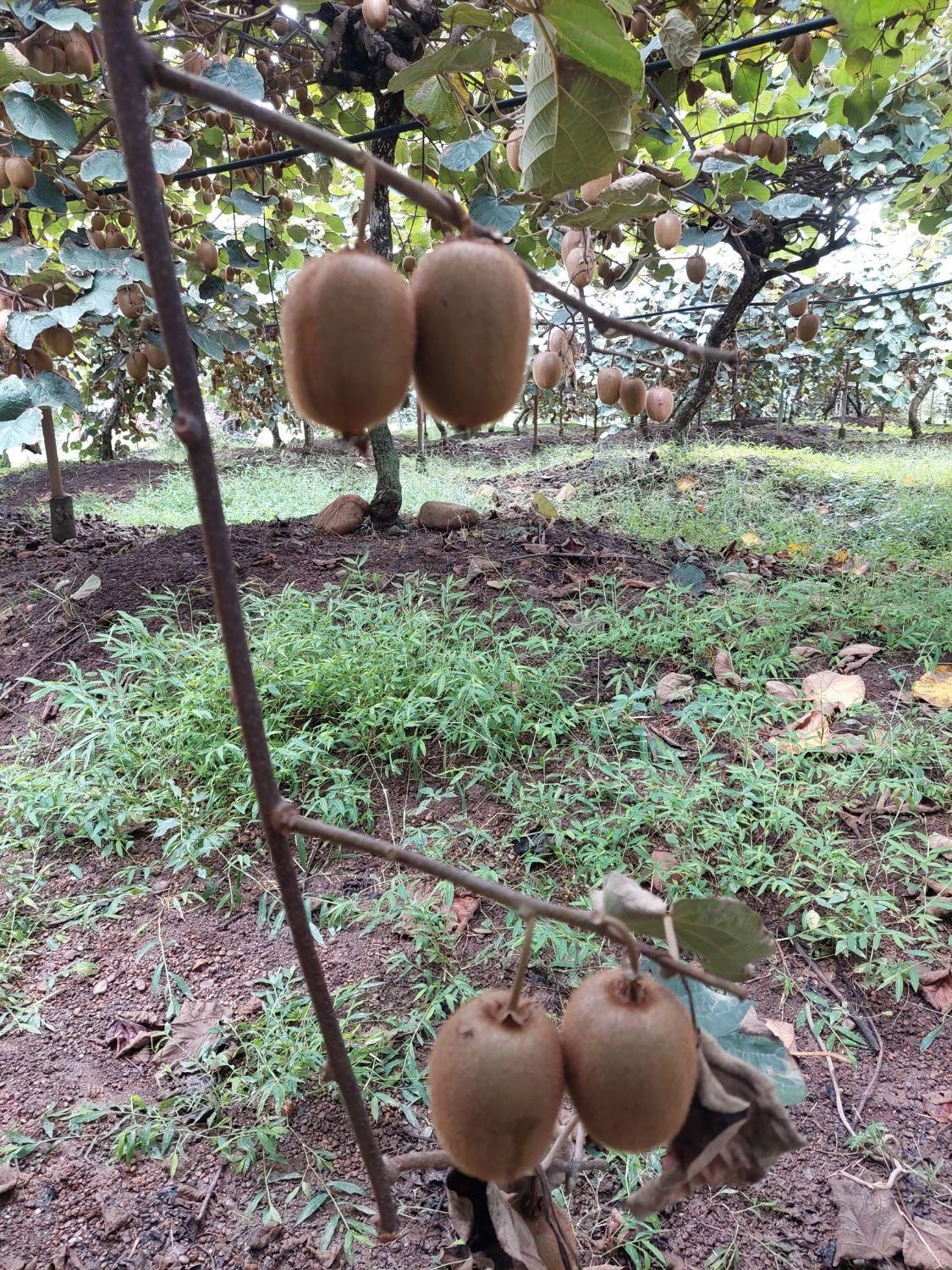 باغ کیوی فروشی لیسار|فروش زمین و ملک کلنگی|تالش, تالش|دیوار