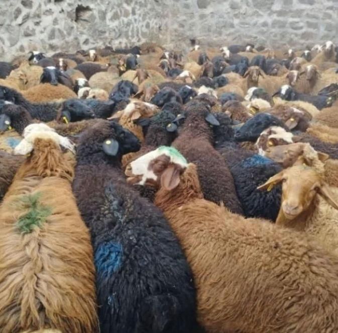 گوسفند مغان،افشار،کردستان،بیجار زنده|حیوانات مزرعه|کرج, گلدشت|دیوار