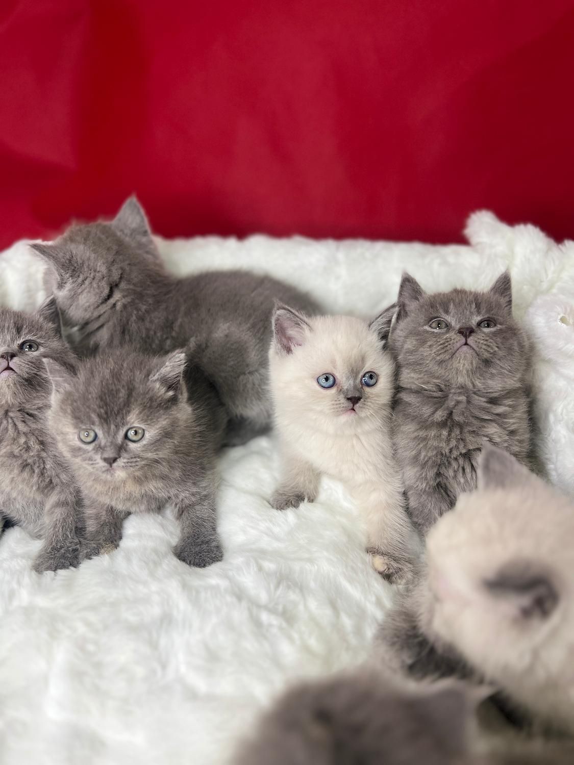 فروشگاه بچه گربه اسکاتیش و بریتیش|گربه|تهران, جنت‌آباد شمالی|دیوار