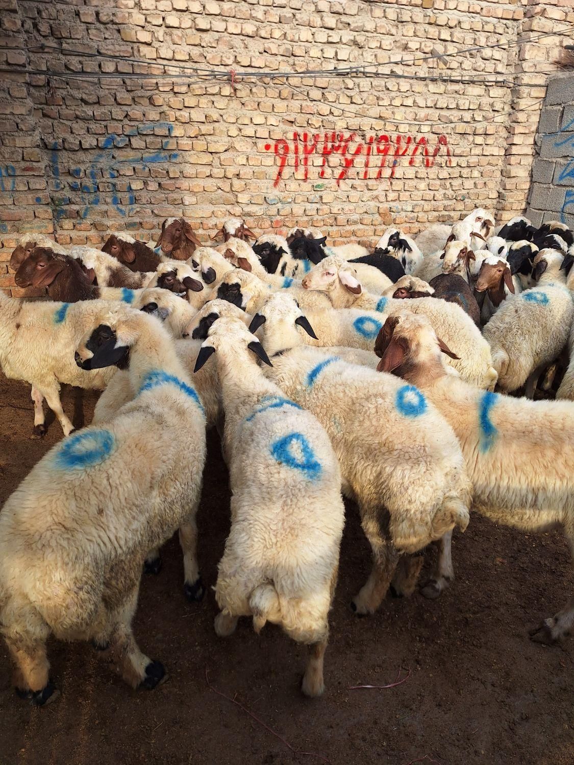 مناسب قربانی گوسفند زنده شکم خالی پر گوشت چاق|حیوانات مزرعه|ماهدشت, |دیوار