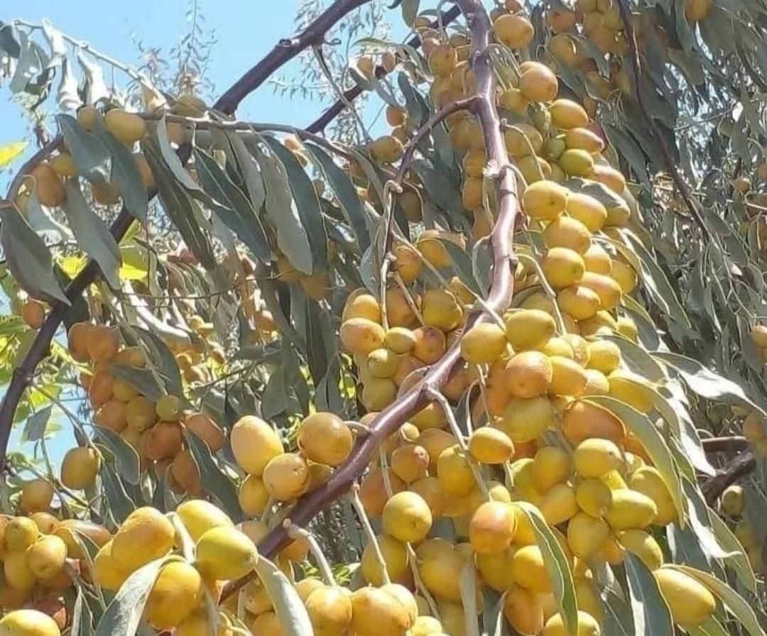 نهال های سنجد حاج حسینی گلدانی آماده کاشت|خدمات باغبانی و درختکاری|اصفهان, زاجان|دیوار
