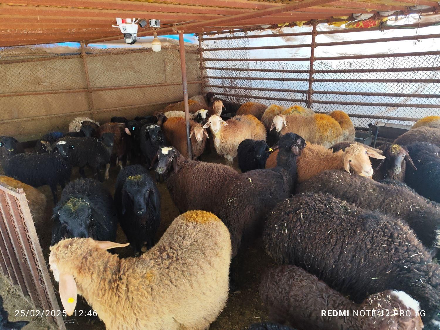 گوسفند زنده.به تمام نقاط تهران...|حیوانات مزرعه|تهران, جیحون|دیوار