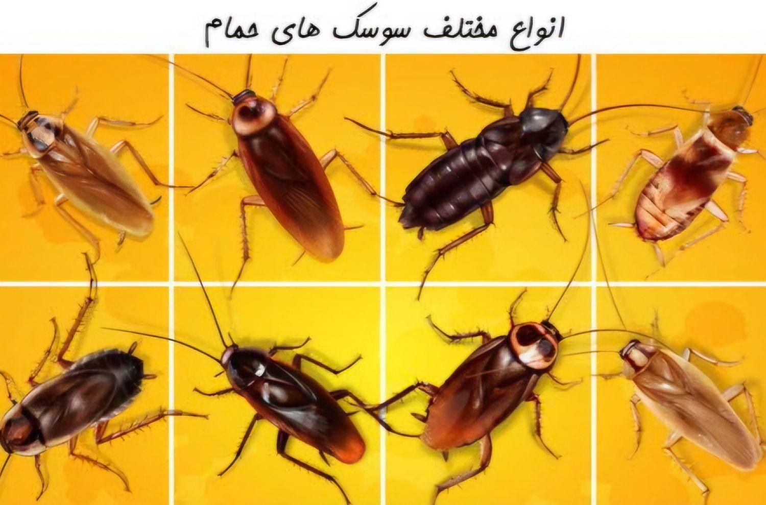 سم پاشی حشرات سوسک ساس کنه و....باضمانت نابوددی۱۰۰|خدمات نظافت|قزوین, |دیوار