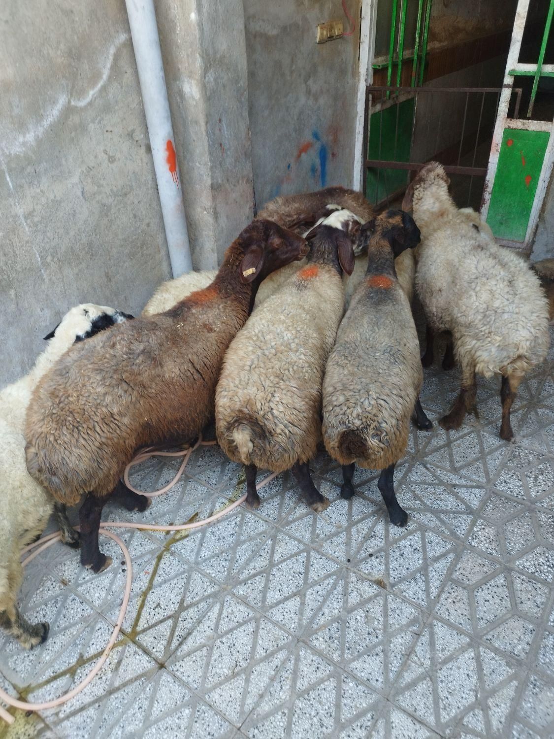 انواع گوسفند چاق چاق روغنیکشتاری|حیوانات مزرعه|بروجرد, |دیوار