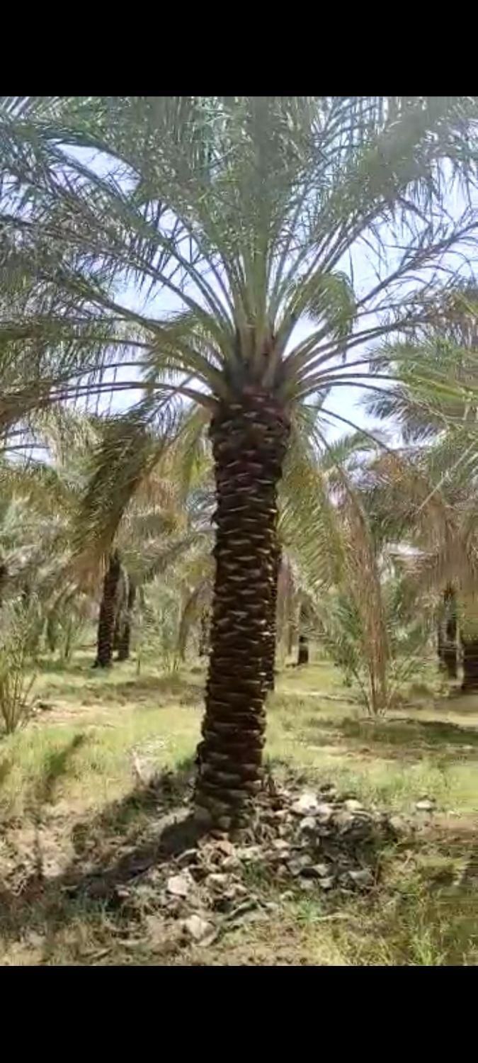 پخش کننده درخت نخل درسراسرکشور|خدمات باغبانی و درختکاری|چالوس, |دیوار
