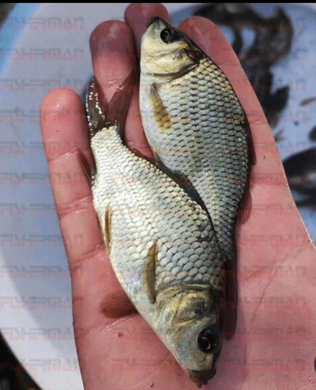 انواع ماهی گوشتی|ماهی|بروجرد, |دیوار