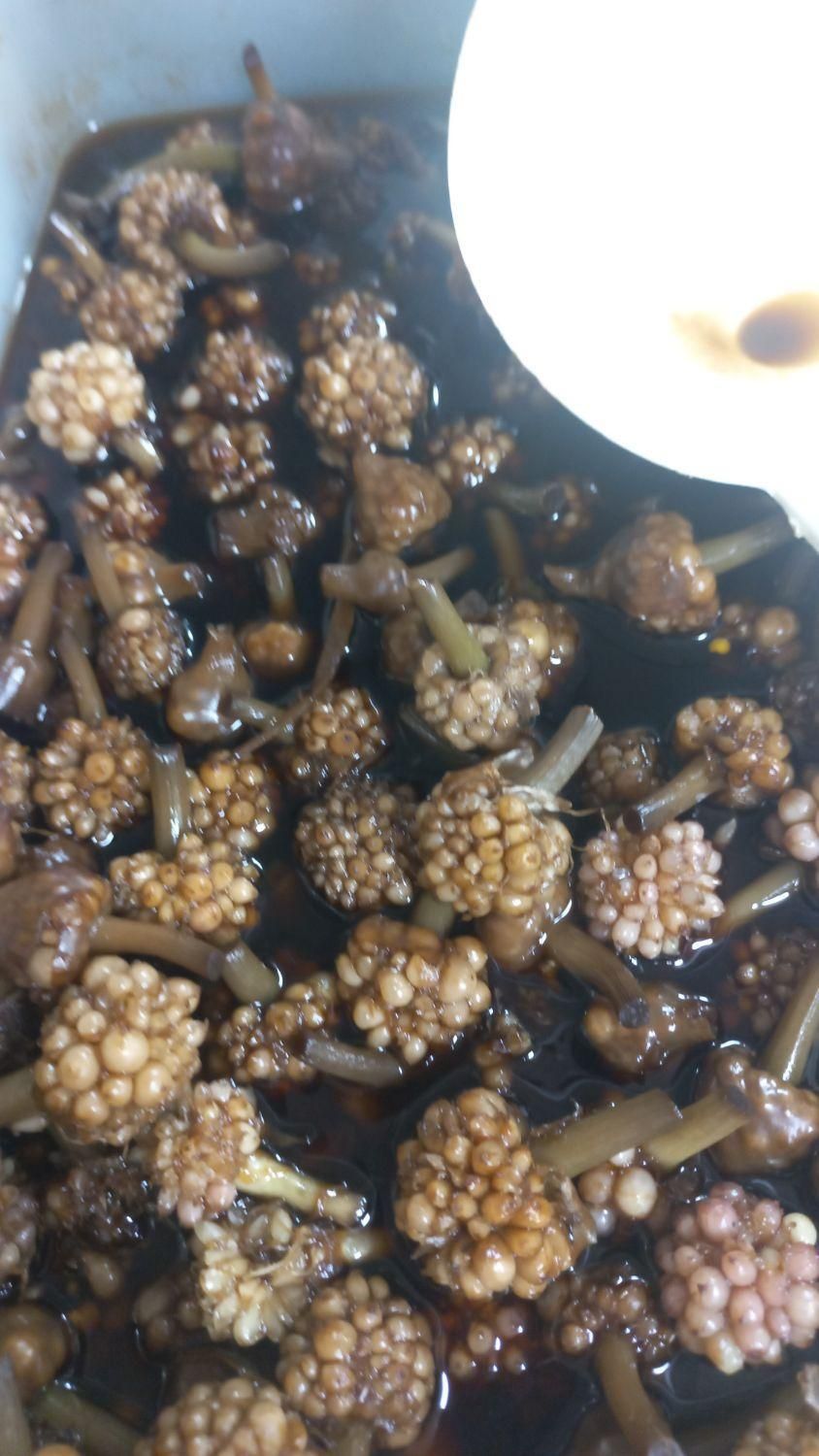 گل سیر سیرسیاه سیرکله سیرحبه سیرسفید|خوردنی و آشامیدنی|شیراز, فضل‌آباد|دیوار