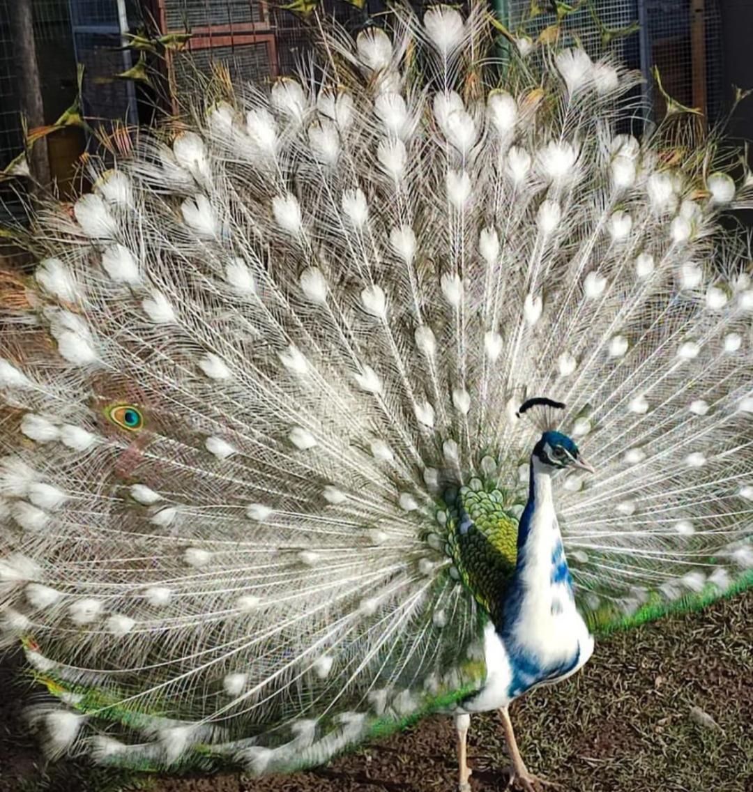 خرید و فروش طاووس و پرندگان زینتی|پرنده|اصفهان, رهنان|دیوار