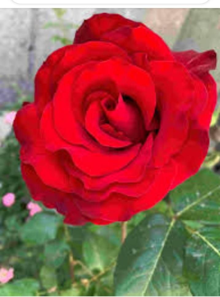 سرگرمی و فراغت|گل و گیاه طبیعی|تهران, استاد معین|دیوار