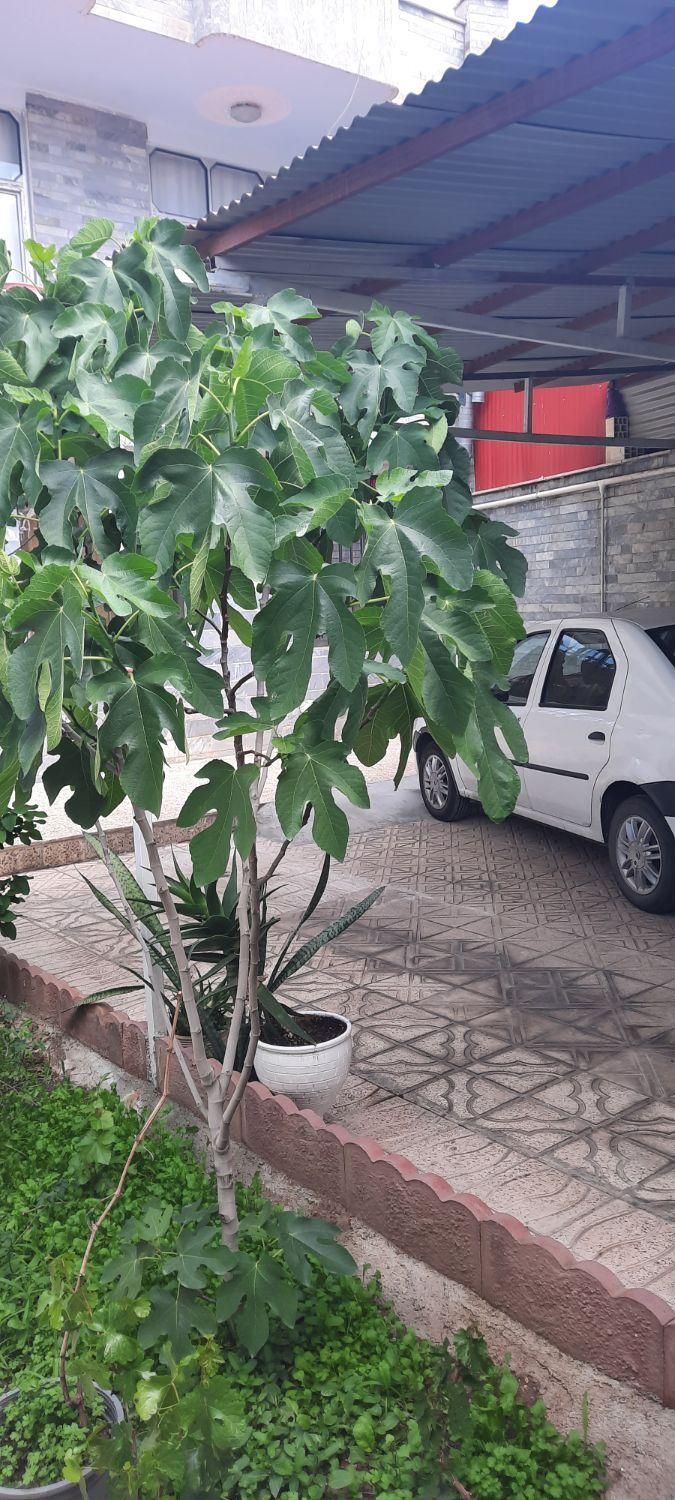 اجاره سوئیت شیک و تمیز۵۰ و ۸۵ متری|اجارهٔ کوتاه‌مدت آپارتمان و سوئیت|قزوین, |دیوار