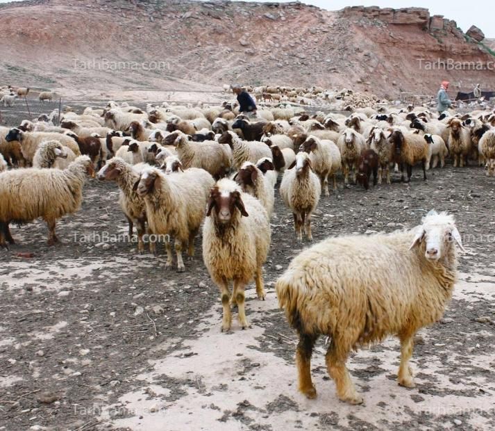 دام‌کشتاری مناسب عقیقه تولدنوزاد قربانی|حیوانات مزرعه|تهران, مشیریه|دیوار