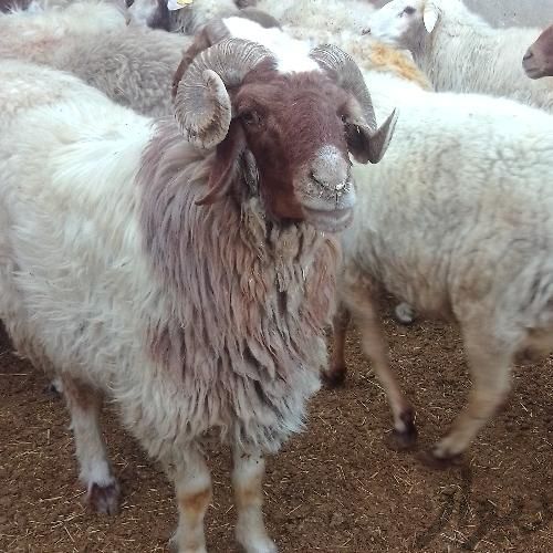 گوسفندزنده شبانه روزی سراسرتهران گوسفند زنده|حیوانات مزرعه|تهران, پونک|دیوار