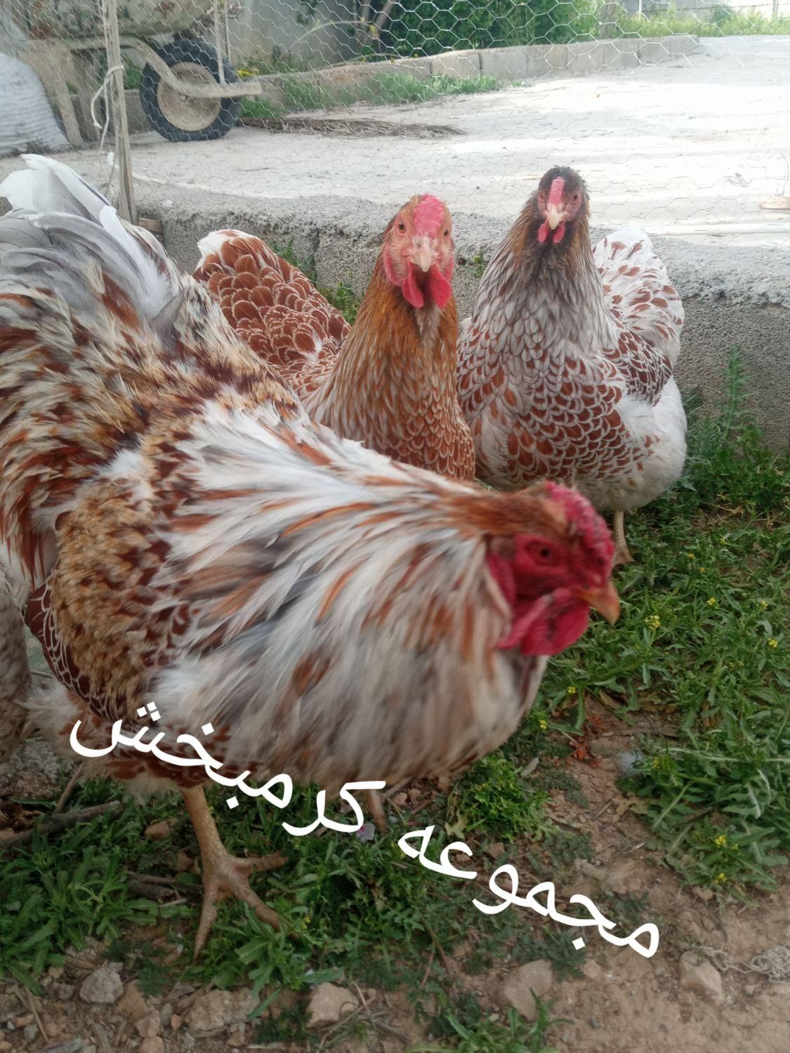مرغ ویاندوت تخم نطفه ازتمام ذاتها یک جفت مولداورنج|پرنده|شیراز, حافظیه|دیوار
