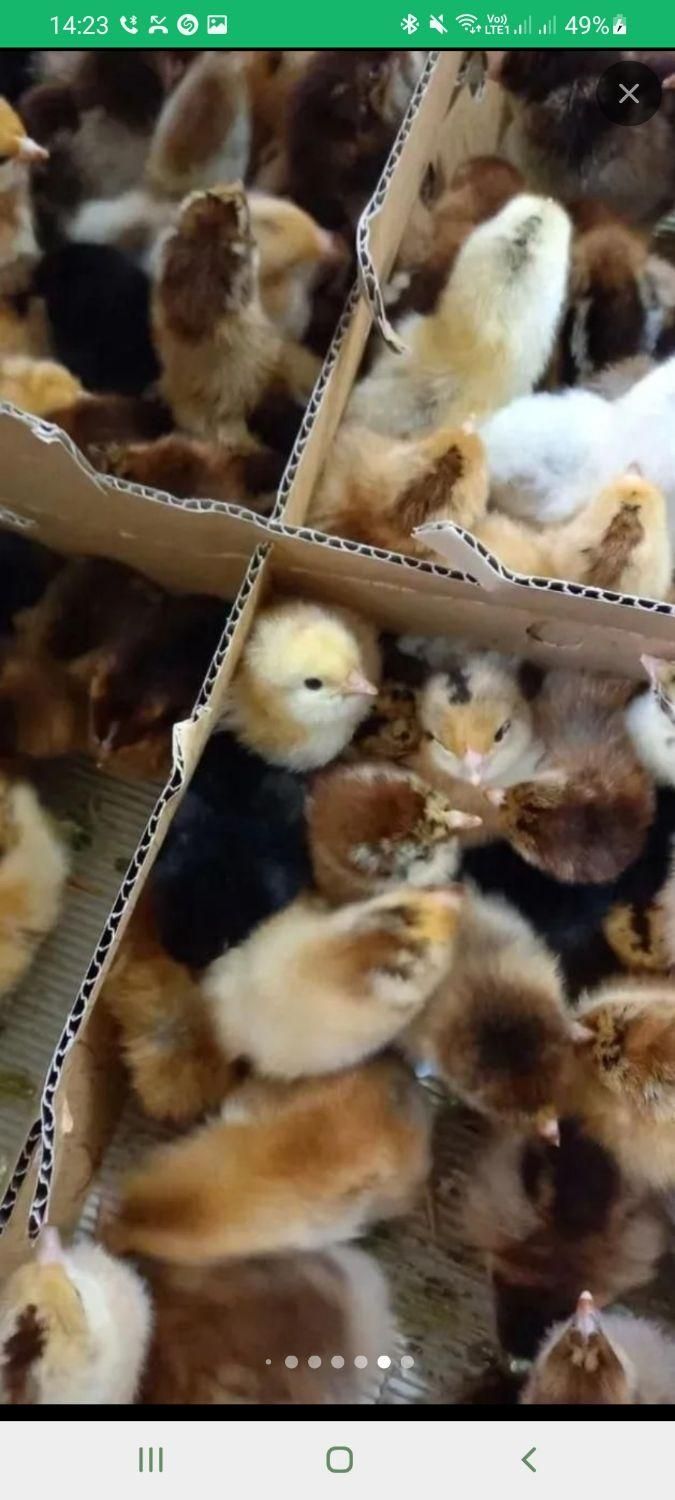 فروش جوجه خروسک رنگی ***اردک پکنی|حیوانات مزرعه|ایرانشهر, |دیوار