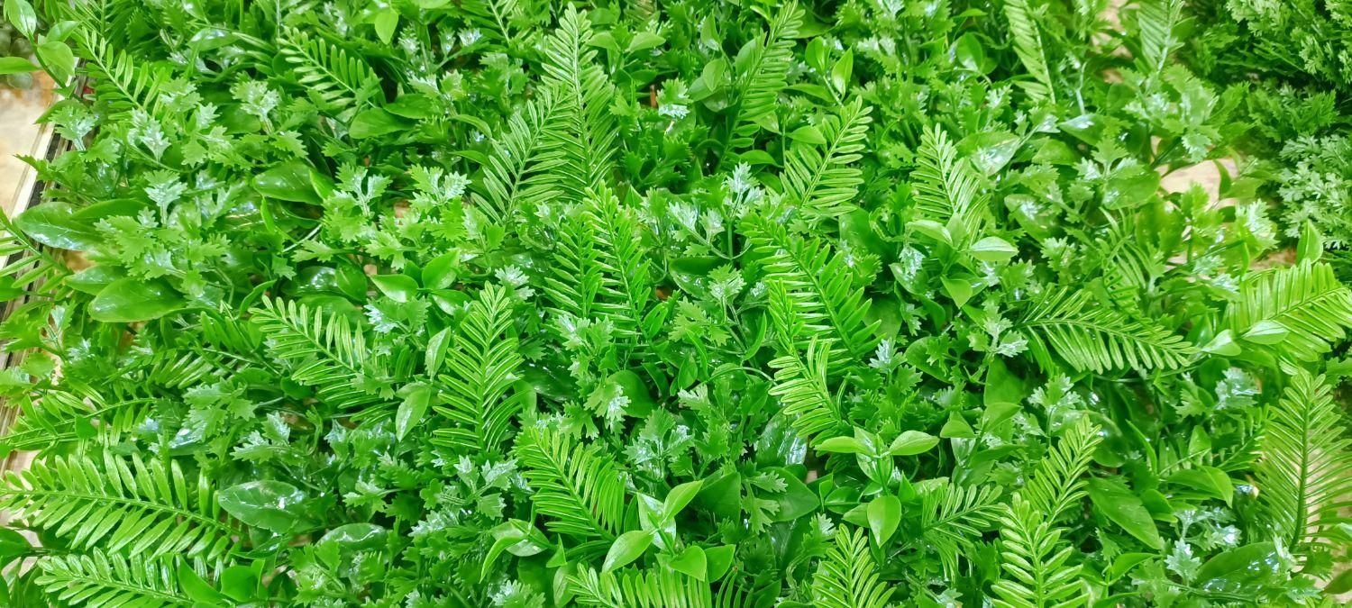 گرین وال گرینوال مصنوعی ۵۰ در ۵۰ دپو|گل مصنوعی|شیراز, اصلاح‌نژاد|دیوار
