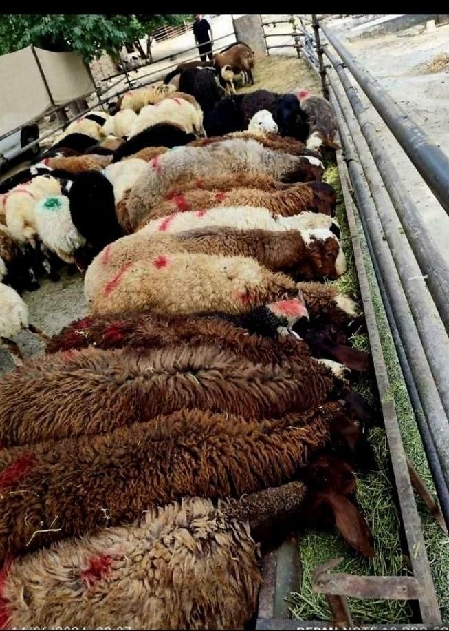 فروش گوسفند زنده باباسکول دیجیتال زیرنظر شهرداری|حیوانات مزرعه|تهران, خانی‌آباد|دیوار