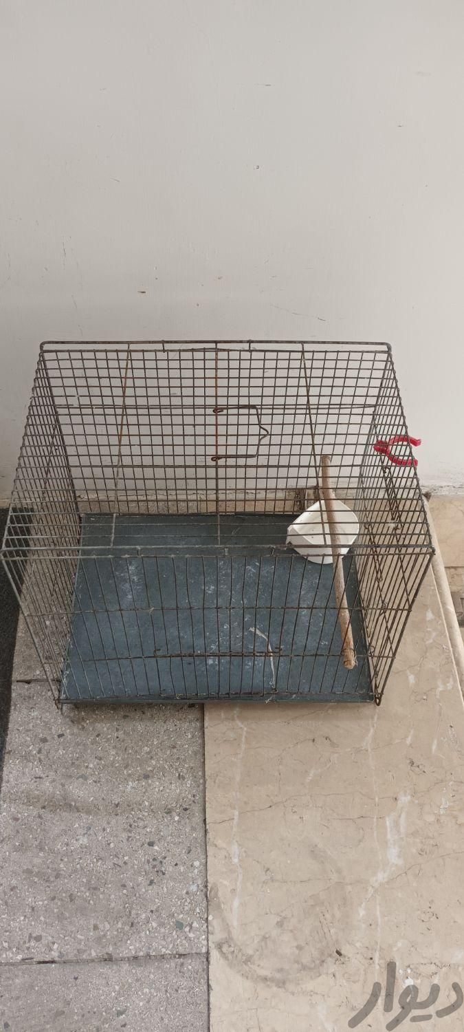 قفس پرنده|لوازم جانبی مربوط به حیوانات|تهران, امیریه|دیوار