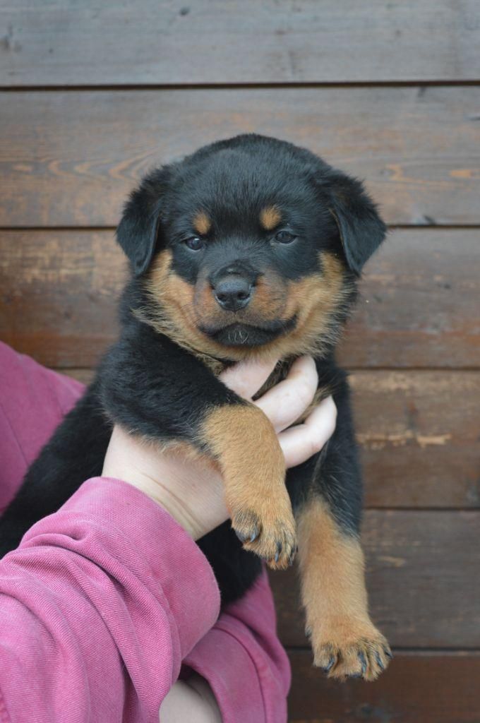 روت پوزه دلقکی با درجه کیفیت بالا،سگ Rottweiler|سگ|تهران, ایوانک|دیوار