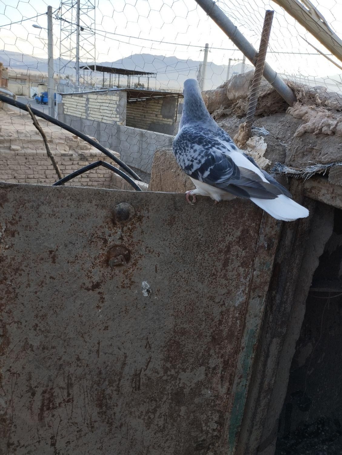 امری کبوتر|پرنده|کرمان, |دیوار