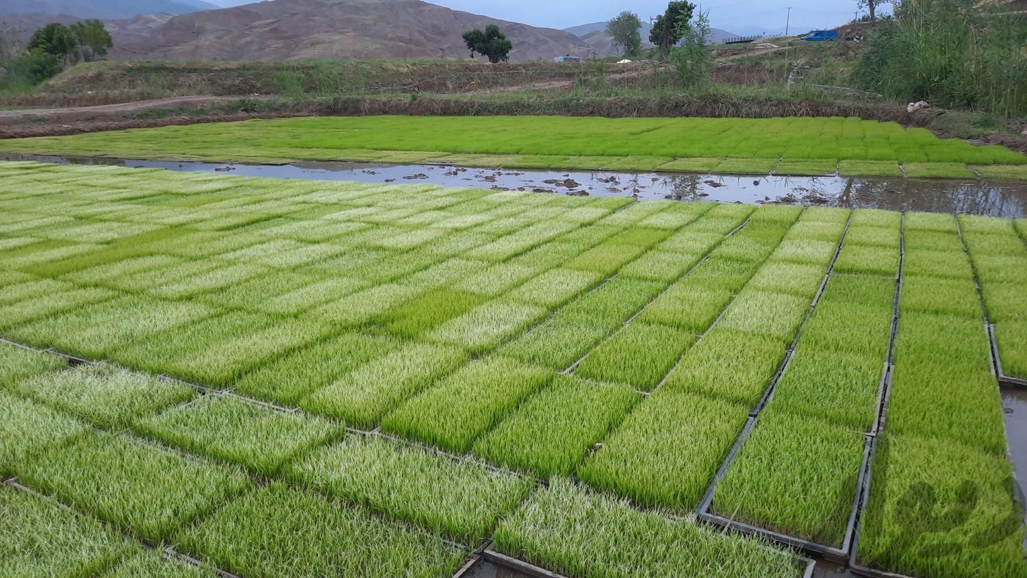 تولید و فروش نشا برنج|خدمات باغبانی و درختکاری|قزوین, |دیوار