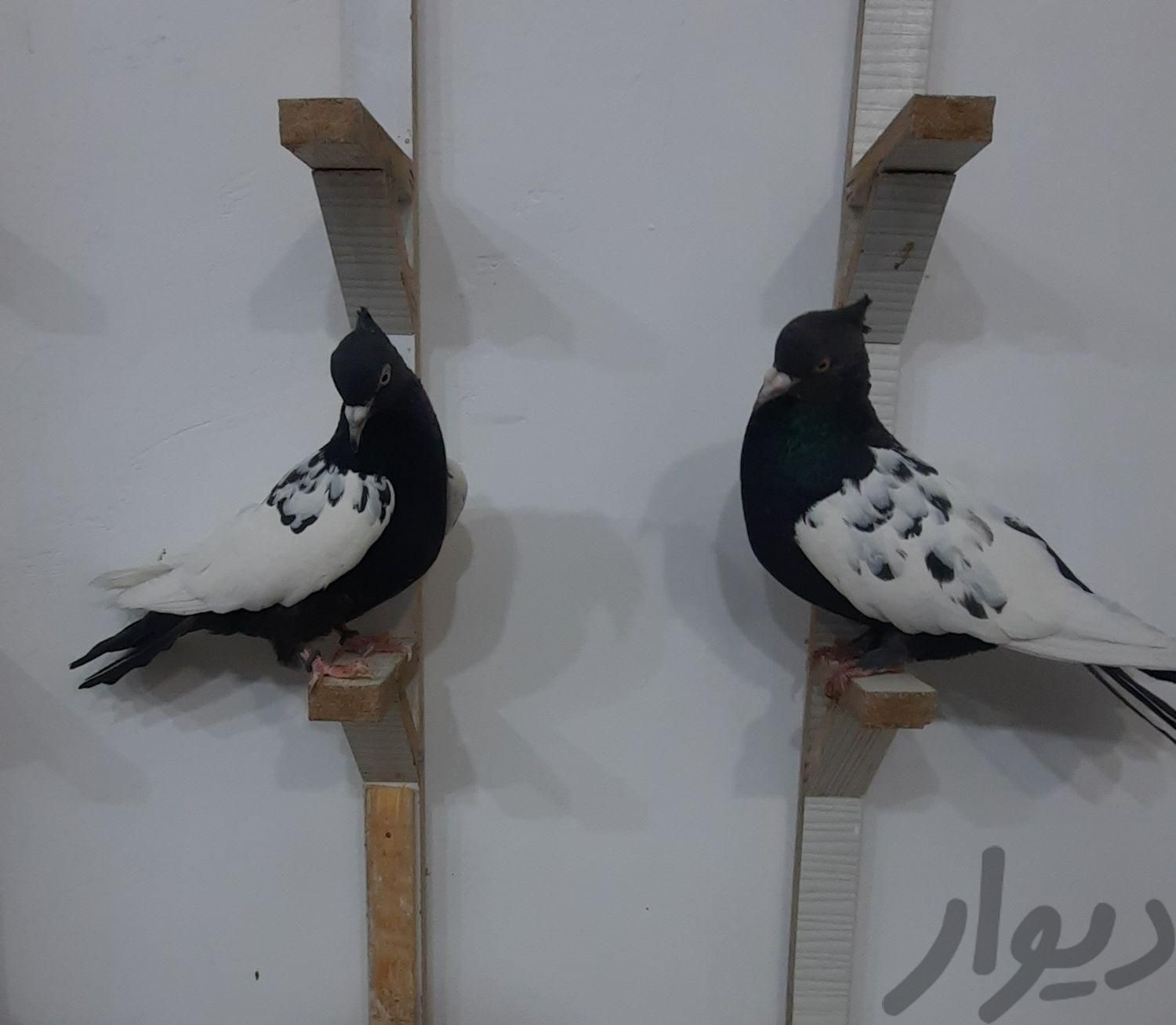 کفتر سینه سیاه|پرنده|رفسنجان, |دیوار