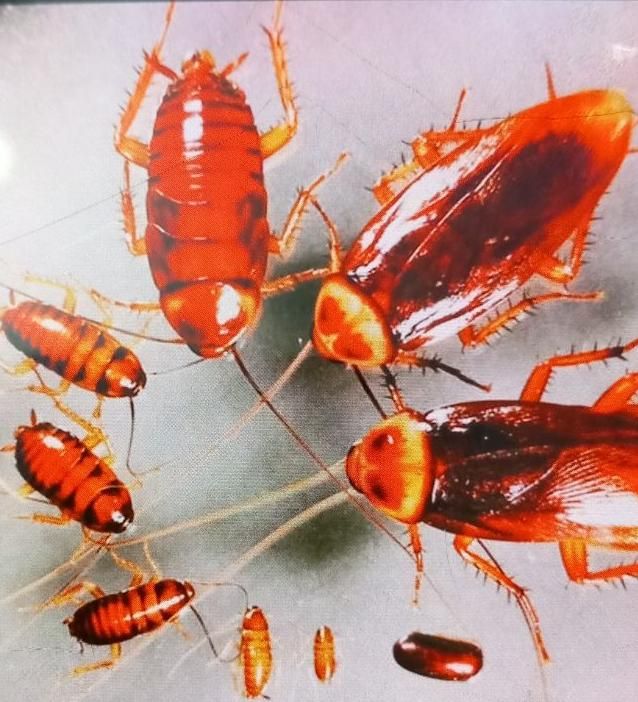 سم‌پاشی صددرصدتضمینی|خدمات نظافت|پرند, |دیوار