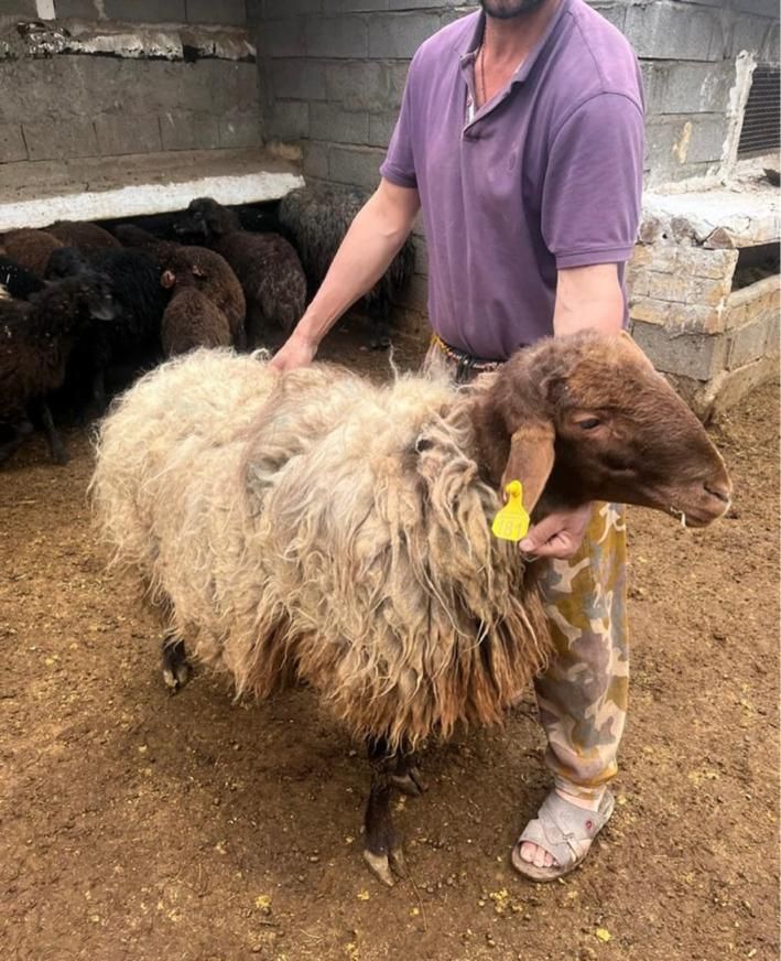 کف  قیمت  این ماه مبارک تا اخر ماه به قیمت خرید|حیوانات مزرعه|تهران, جنت‌آباد مرکزی|دیوار