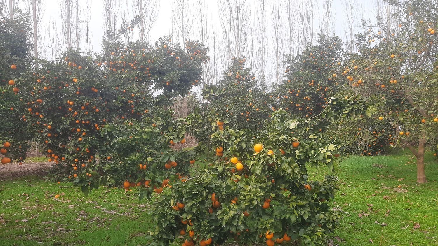 ( باغ پرتغال ۳۲۰متری )شمال آب و شخصی|فروش زمین و ملک کلنگی|قائم‌شهر, |دیوار