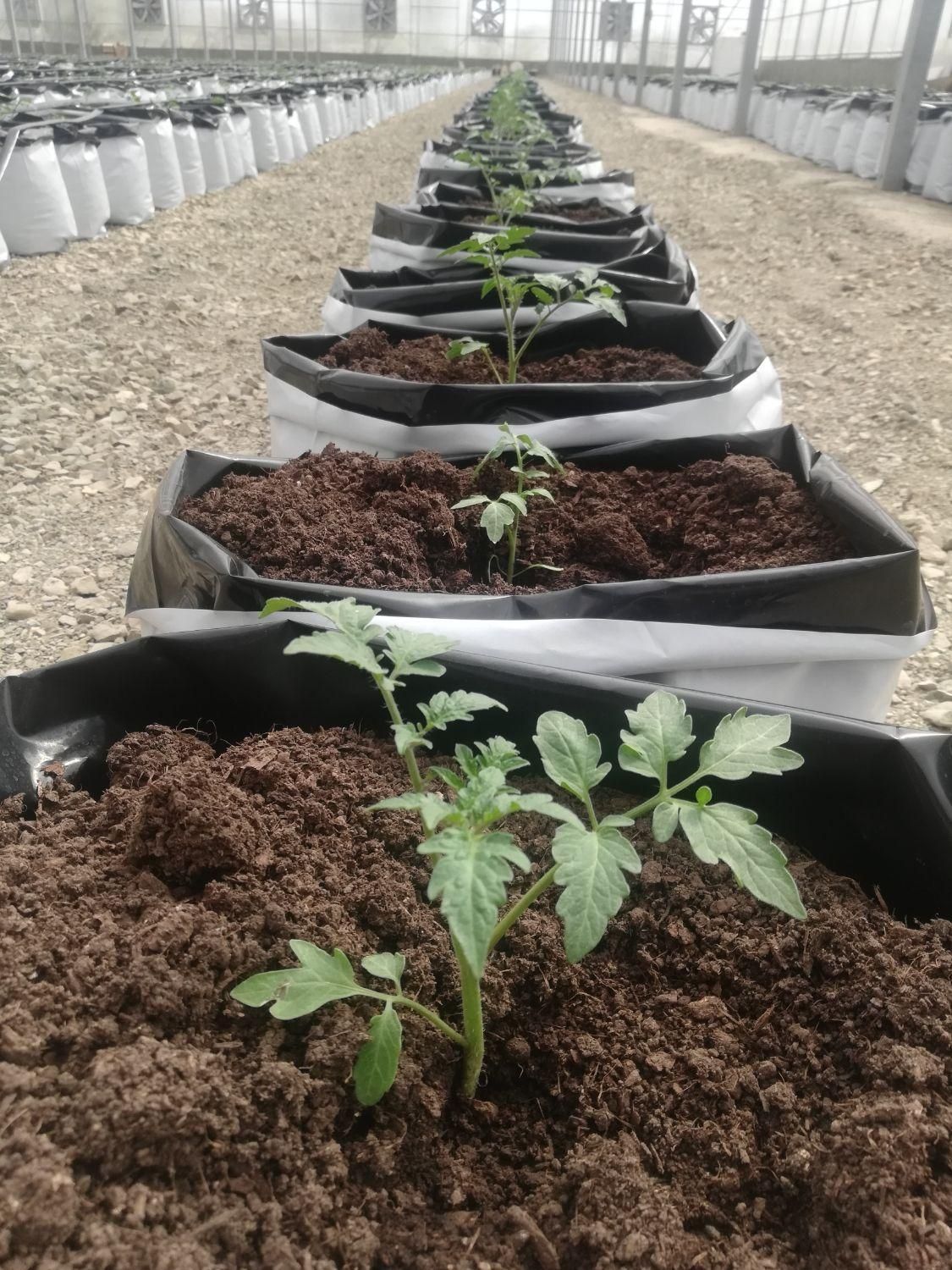 بستر جای گزینه کوکوپیت گلخانه گلهای آپارتمانی|خدمات باغبانی و درختکاری|تهران, تهرانسر شرقی|دیوار