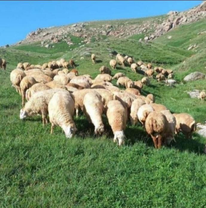 گوسفند قوچ شیشک بره نر چاق زنده ۱۰۰٪ ارگانیکی|حیوانات مزرعه|تهران, شهرک شهید باقری|دیوار