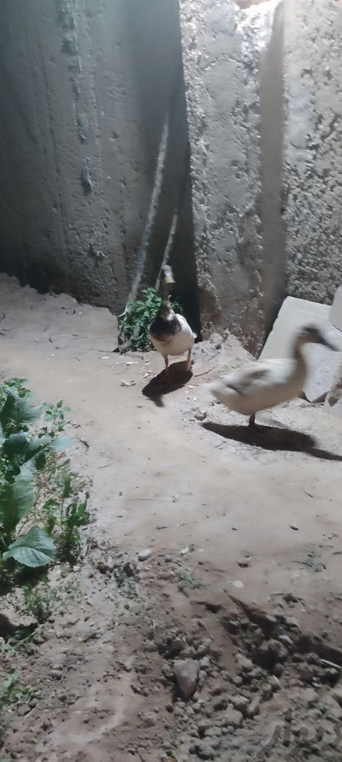امسک وخظیری اردک سفید برفک|حیوانات مزرعه|اهواز, بهارستان|دیوار