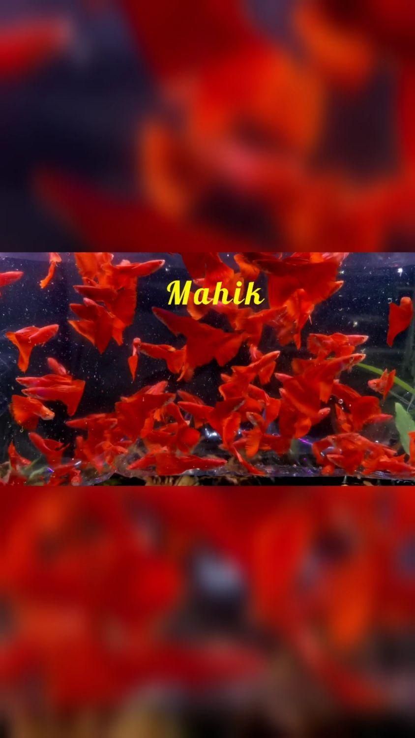 ماهی گوپی نایاب|ماهی|ری, ظهیرآباد|دیوار
