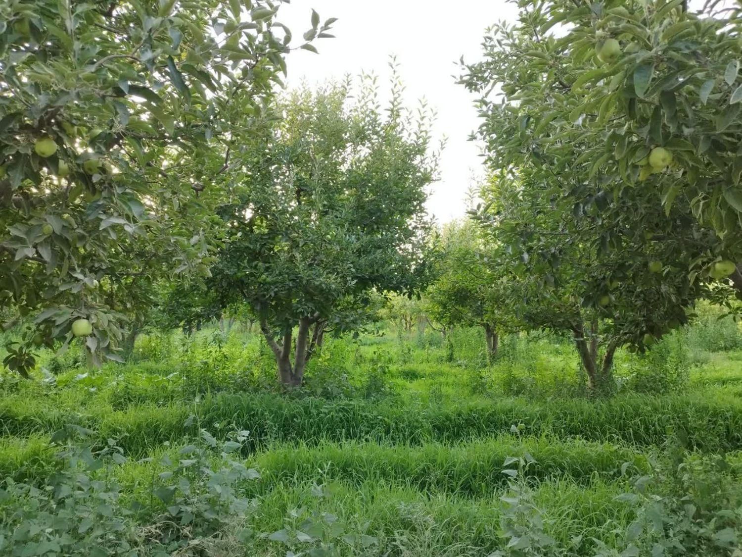 زمین باغ ویلا ۵۰۰مترسند آب برق گاز گل مکان گلستان|فروش زمین و ملک کلنگی|مشهد, وکیل‌آباد|دیوار