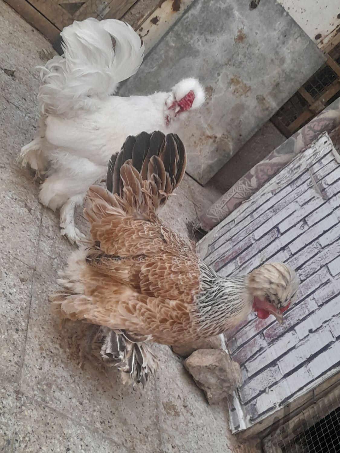 مرغ خروس ابریشمی|حیوانات مزرعه|گلوگاه, |دیوار