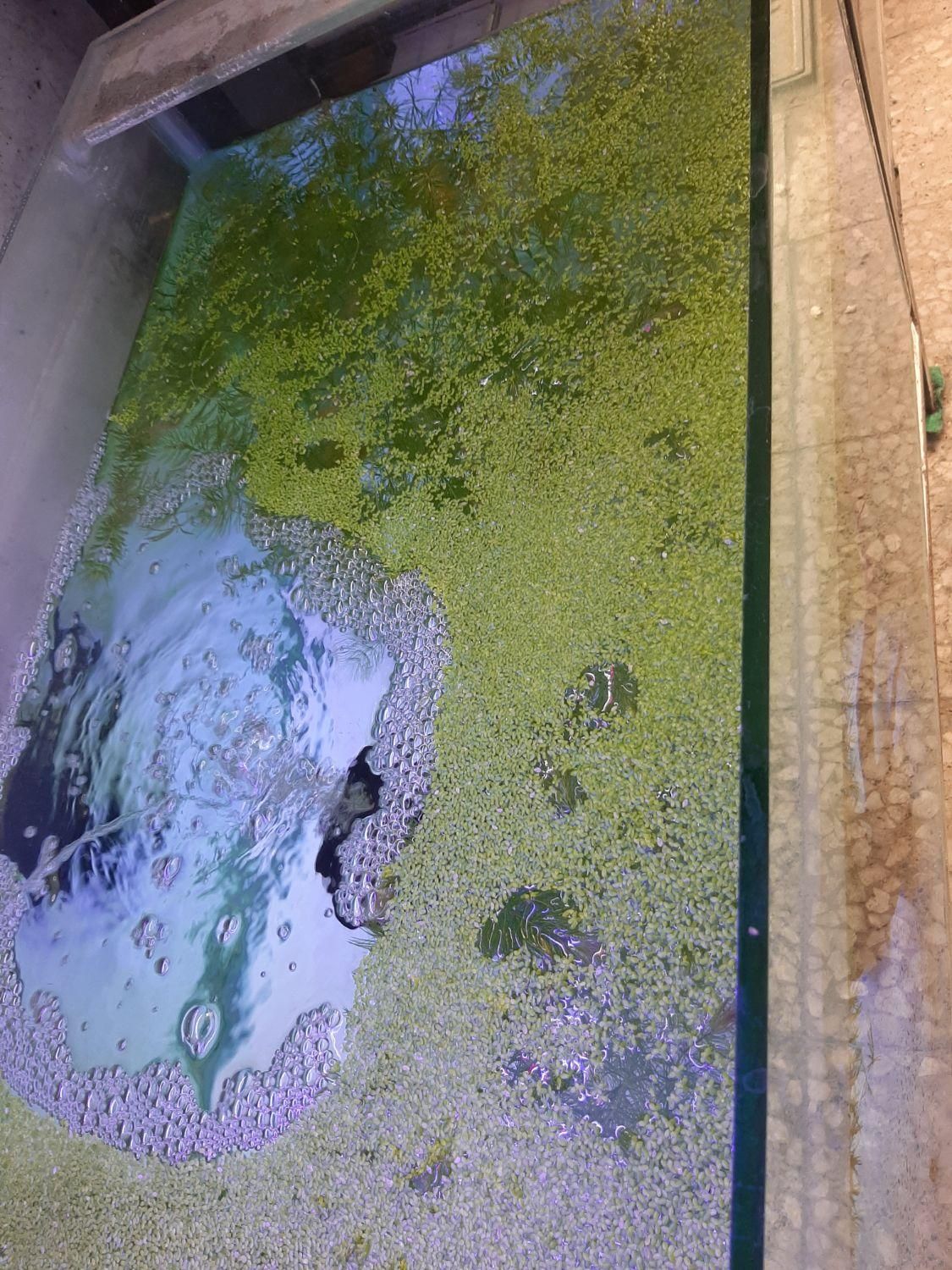 عدسک رو آبی|ماهی|اصفهان, هفتون|دیوار