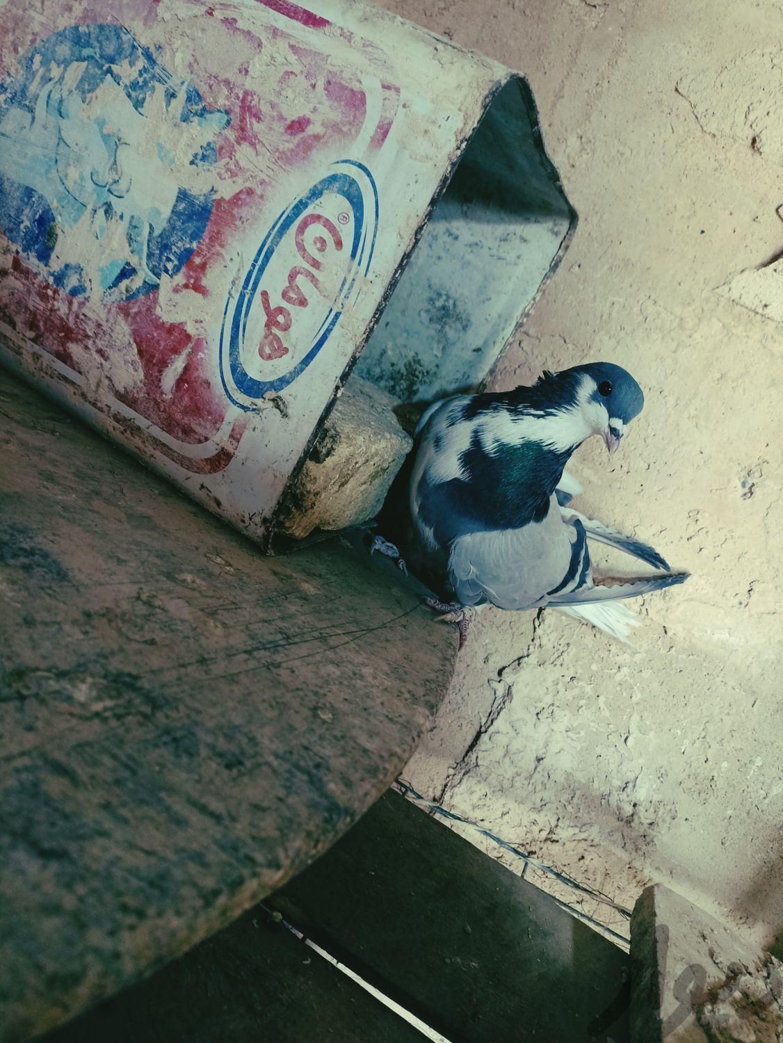کبوتر نر خرقه دمگیر روزگاری|پرنده|اصفهان, آزادان|دیوار