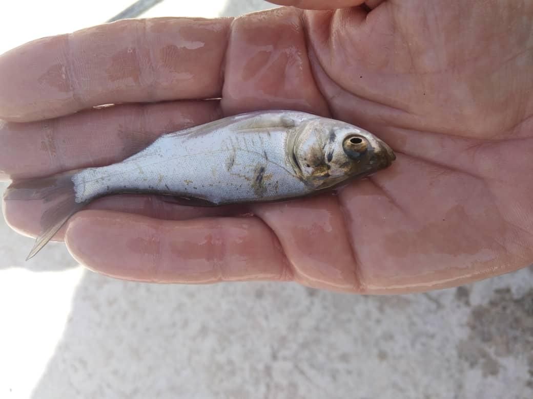 بچه ماهی .کپور .امور.قزل الا .خاویاری|ماهی|قرچک, داوود آباد|دیوار