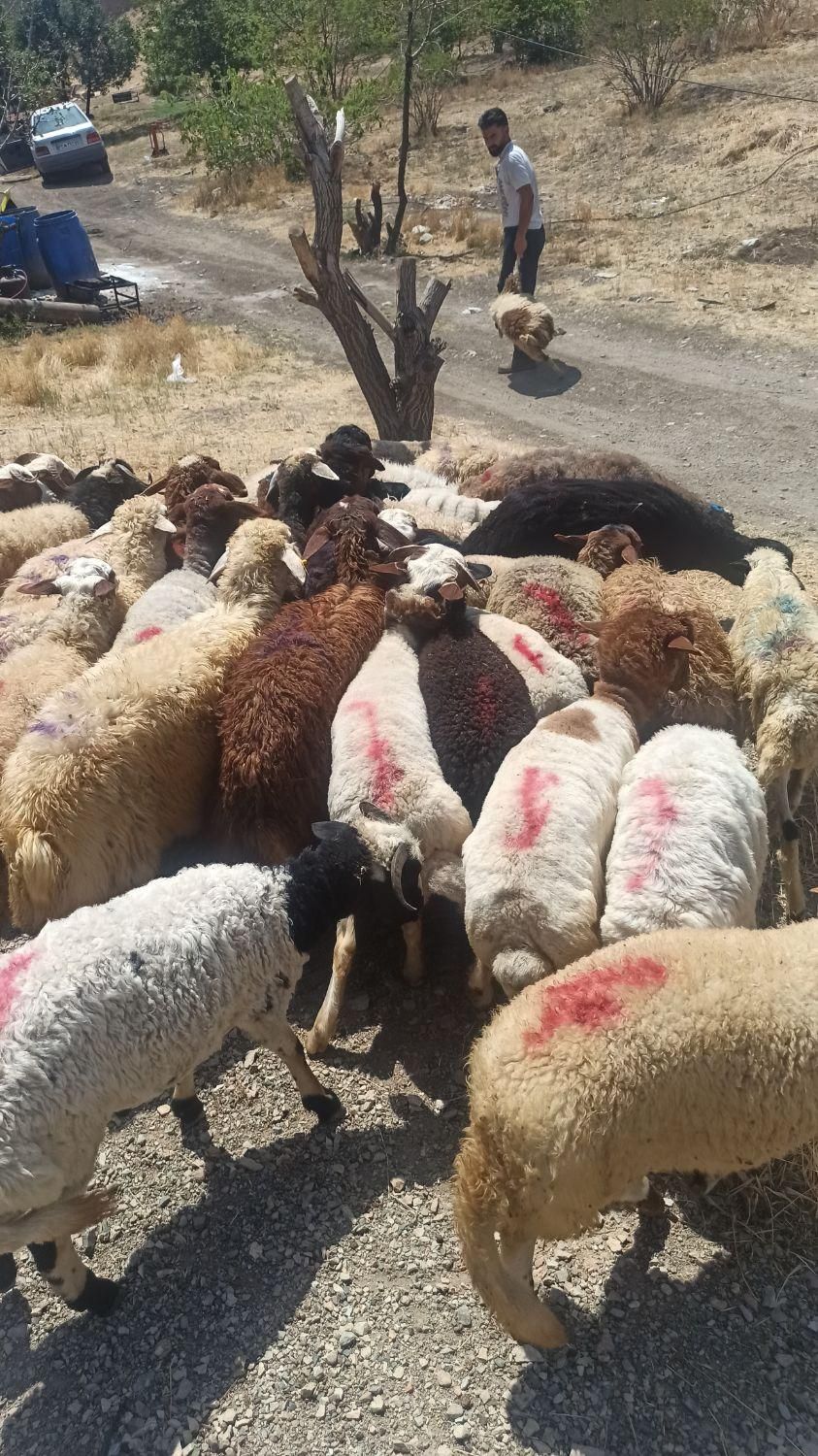 نژاد مغان وکردستان گوسفند زنده غرب تهران زنده قپان|حیوانات مزرعه|تهران, جی|دیوار