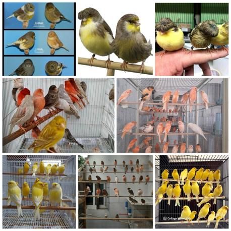 بورس انواع قناری های رسمی بلند رسمی معمولی پرستار|پرنده|تهران, مدائن|دیوار