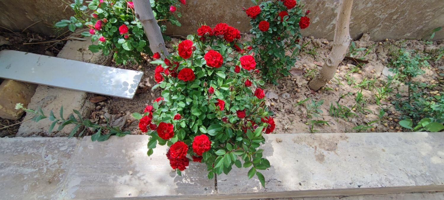باغ ویلای ۱۰۰۰ متری  /۲۰۰متر ساخت مهندسی /گلدشت|فروش خانه و ویلا|اصفهان, سعادت‌آباد|دیوار