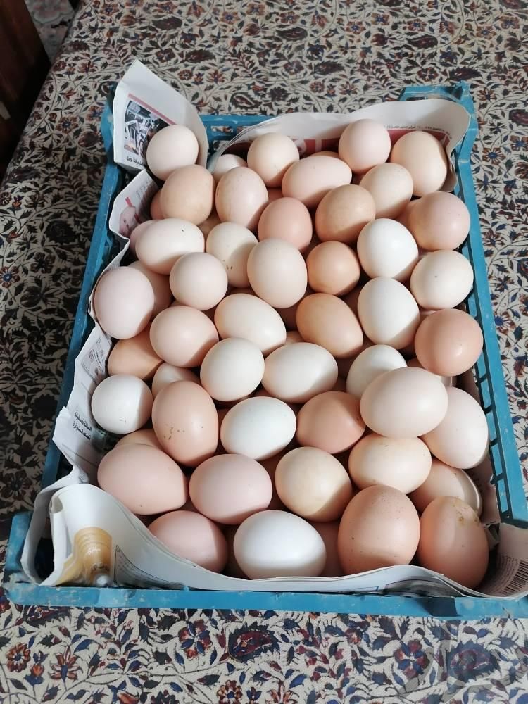 تخم مرغ رسمی و ارگانیک|حیوانات مزرعه|تهران, طیب|دیوار