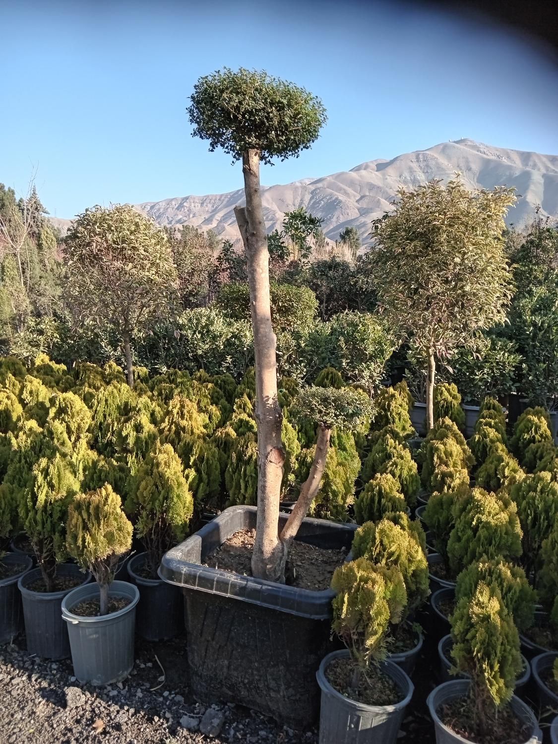 گلدان مجسمه تندیس بتنی سنگین آبنما آلاچیق حوض سنگی|خدمات باغبانی و درختکاری|تهران, باغ خزانه|دیوار