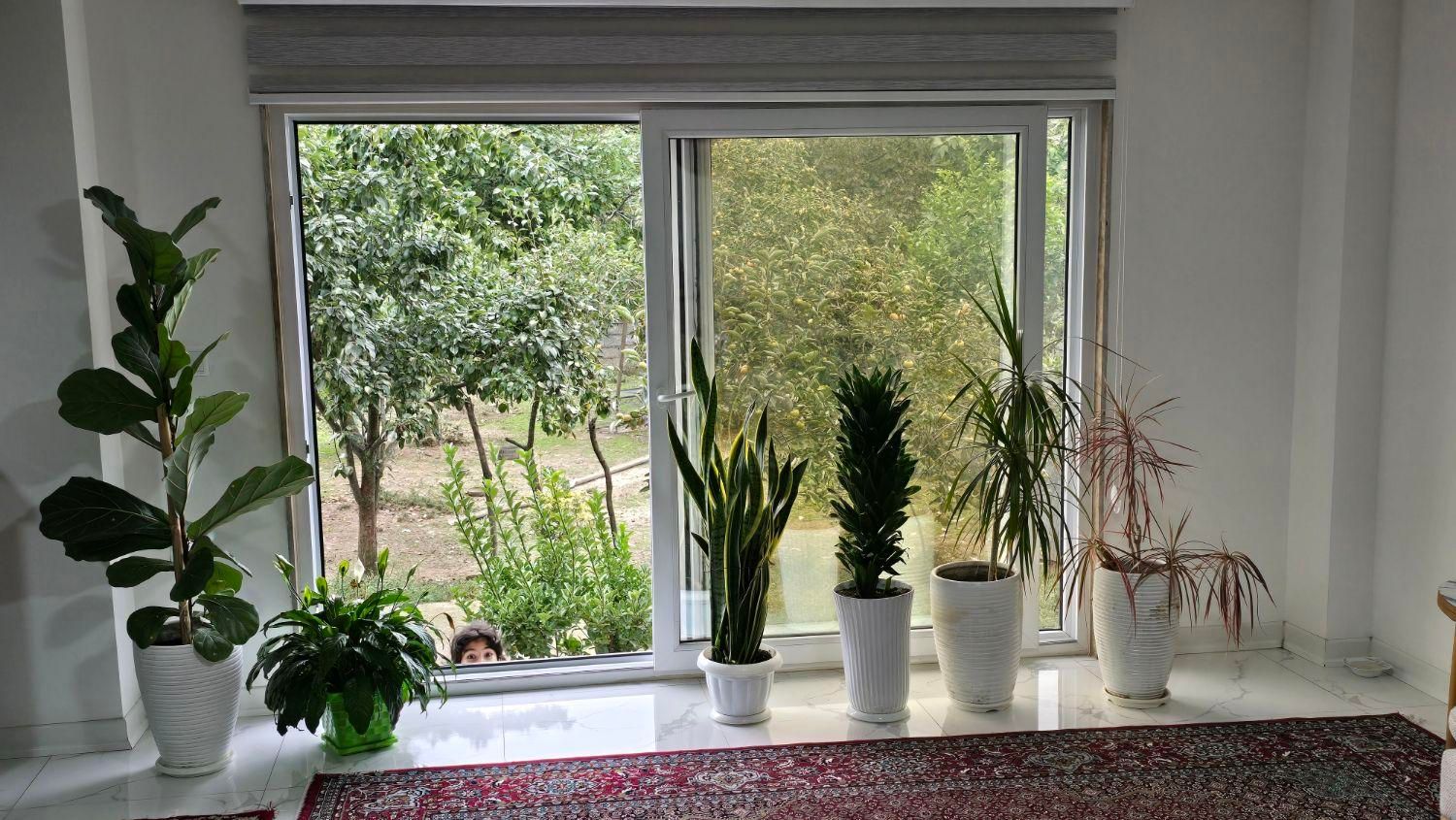 اجاره خانه مبله یکخوابه مستر در تالش|اجارهٔ کوتاهمدت ویلا و باغ|تالش, هشتپر|دیوار