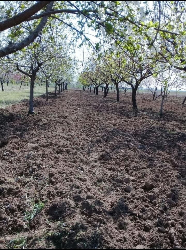احداث باغ،باغبانی،اجرای سیستم مکانیزه آبیاری، چمن|خدمات باغبانی و درختکاری|کرمانشاه, |دیوار