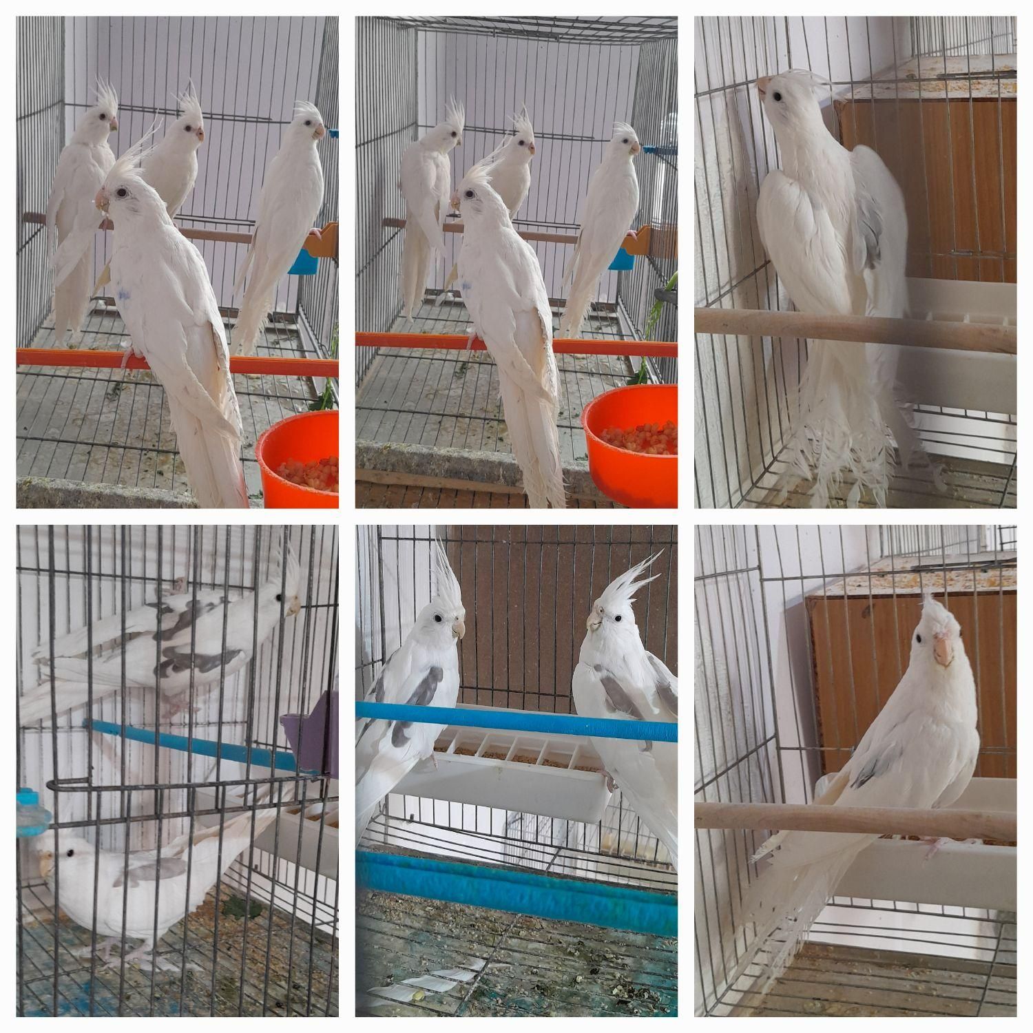 عروس هلندی درتمام سنین سریلاکی تازه دونخورجفت مولد|پرنده|تبریز, |دیوار