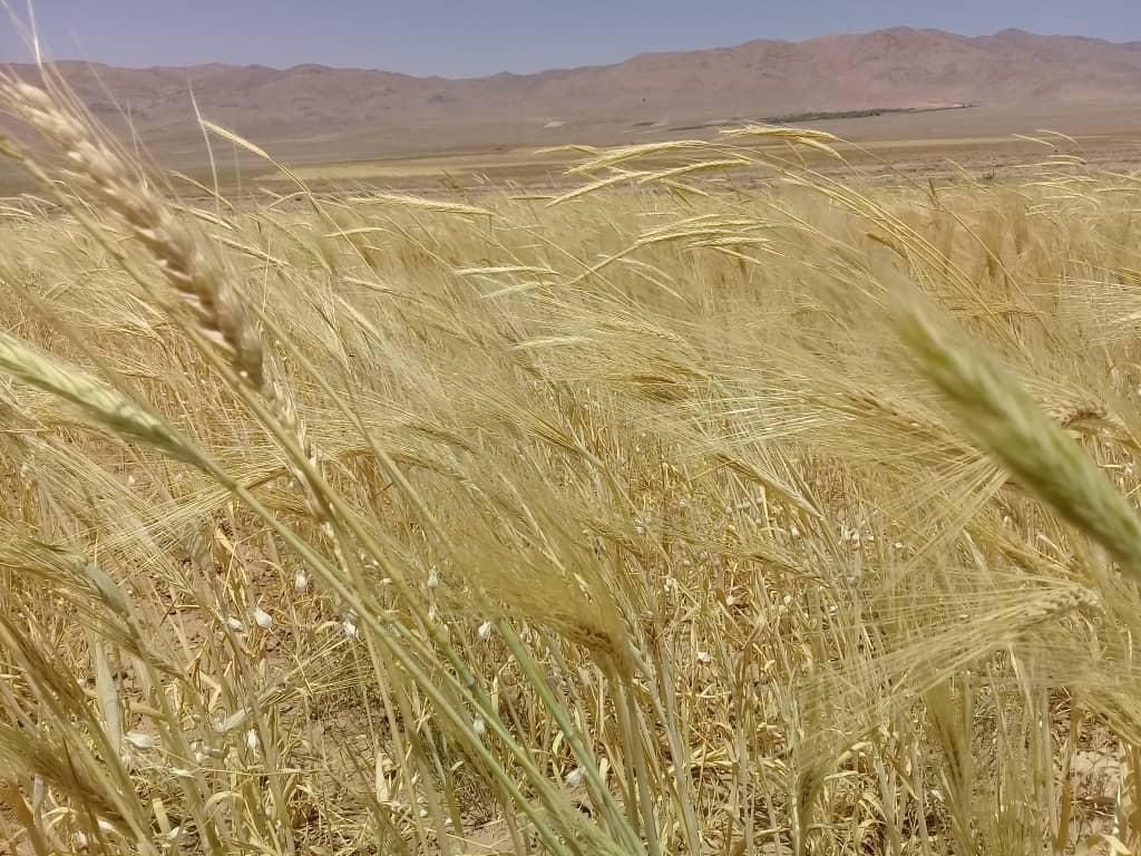 اجاره ۱۳۰ هکتار زمین کشاورزی کشت گندم و جو|اجارهٔ دفتر صنعتی، کشاورزی، تجاری|تهران, صادقیه|دیوار