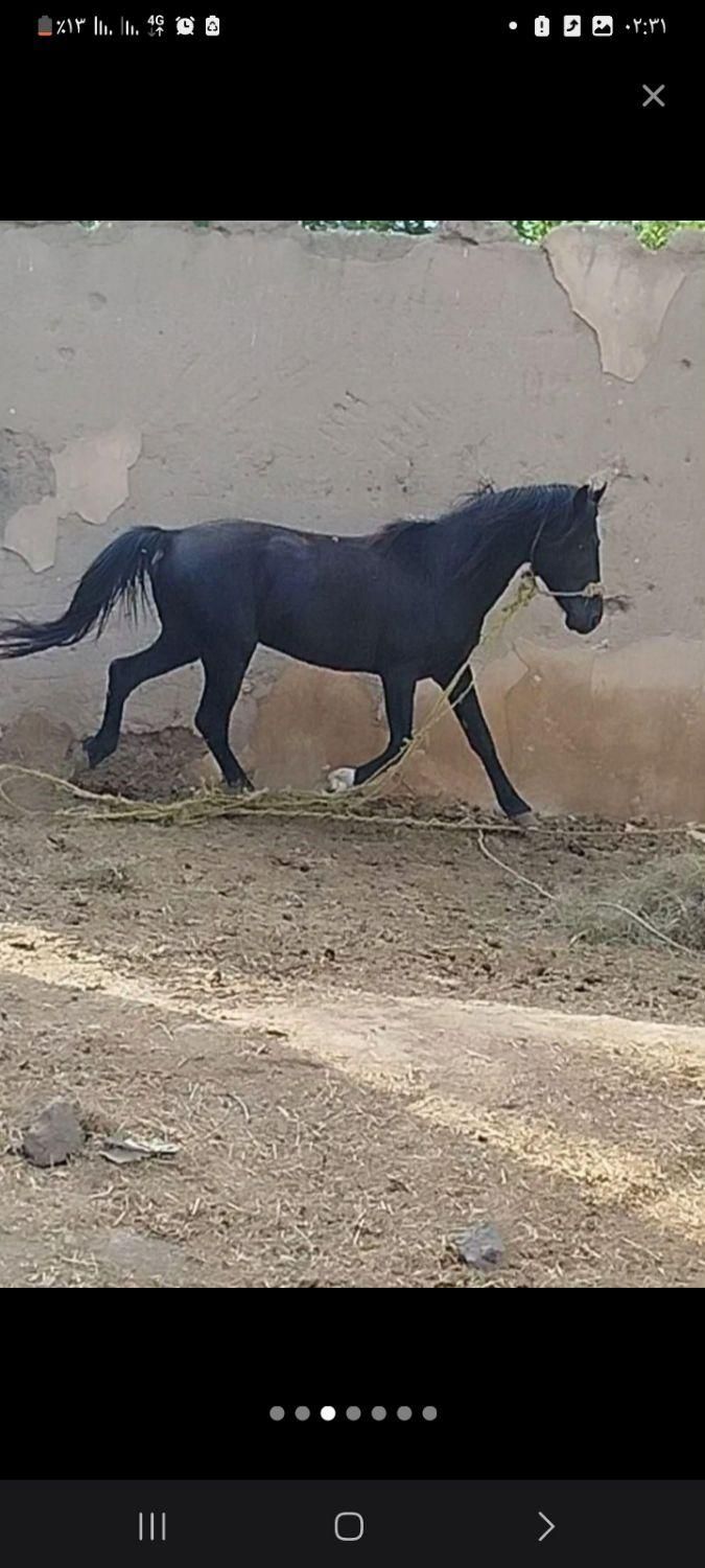 سلام دوستان این اسب گم شده|حیوانات|خوی, |دیوار