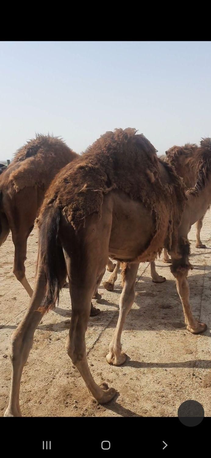 ۳نفر شتر بغور|حیوانات مزرعه|اصفهان, آبشار|دیوار