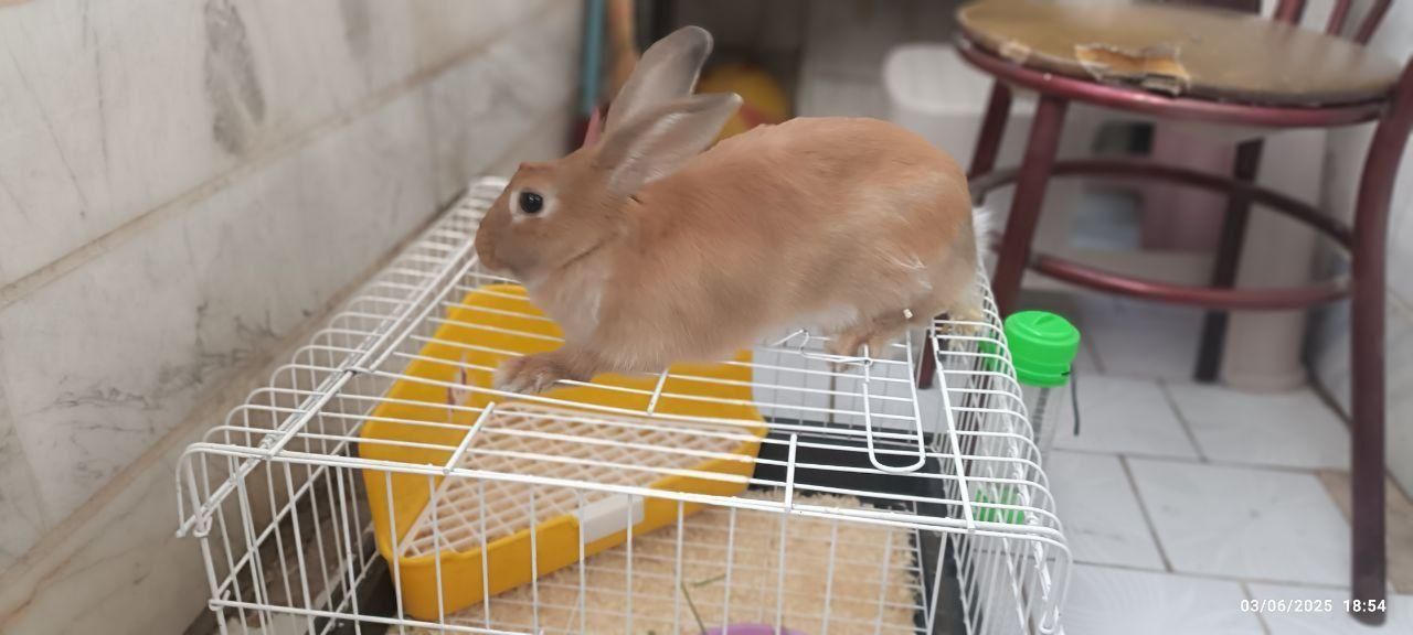 خرگوش ماده باهوش|موش و خرگوش|قزوین, |دیوار